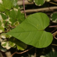 Ipomoea muricata (L.) Jacq.